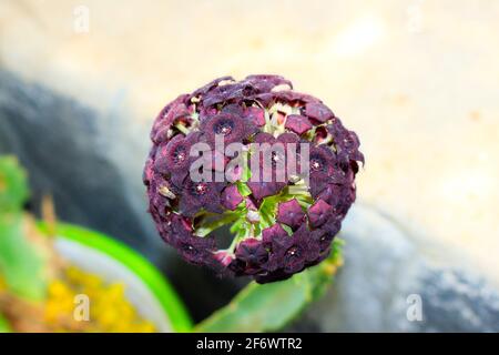 fleur d'alyssum Banque D'Images