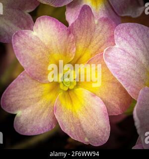 Fleur de polyanthus gros plan Banque D'Images