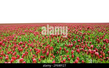 Champ de floraison des trèfle pourpre (Trifolium incarnatum) isolés sur fond blanc. Banque D'Images