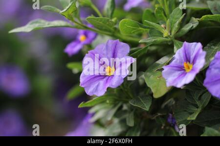 Les belles fleurs bleu lavande de Lycianthes rantonnetii également connu sous le nom de buisson bleu de pomme de terre. En gros plan avec l'espace de copie à gauche. Banque D'Images