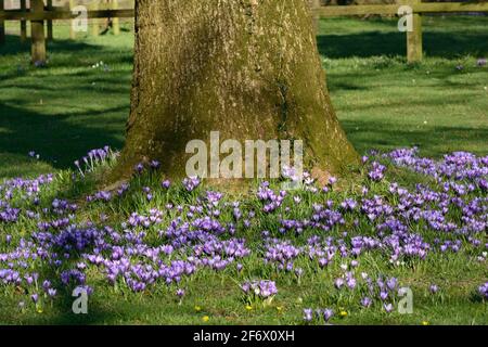 Fleurs de crocus violets lilas croissant autour de la base d'an ancien arbre Banque D'Images