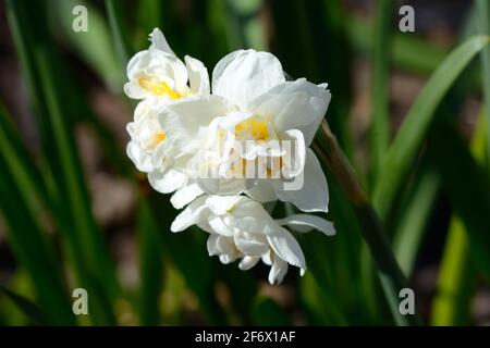 Narcisse Couronne de la mariée Daffodil Couronne de la mariée longue durée doubles jonquilles Banque D'Images