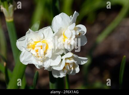 Narcisse Couronne de la mariée Daffodil Couronne de la mariée longue durée doubles jonquilles Banque D'Images