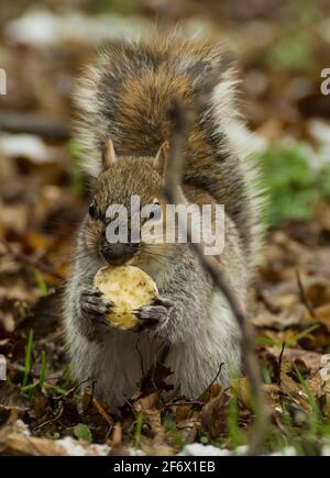 Gros plan d'un écureuil gris (Sciurus carolinensis) avec nez boueux et pattes mangeant un morceau de banane. ROYAUME-UNI Banque D'Images