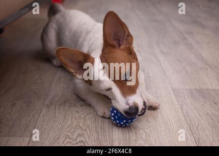 Jack Russell le chien joue avec une boule bleue Banque D'Images