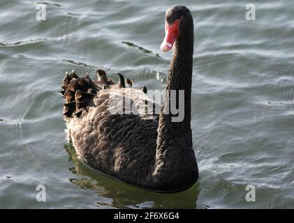 Gros plan d'un cygne noir avec plumes à volant sur le fleuve Itchen, Hampshire, Royaume-Uni Banque D'Images