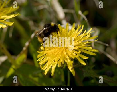 Un Bumble-Bee à queue de chamois se nourrit d'un pissenlit à floraison précoce. Tôt pour sortir de l'hibernation, le Queens se gorge rapidement sur le nectar et le pollen Banque D'Images