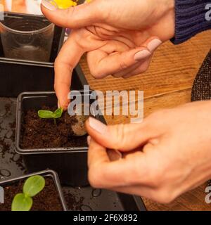 les mains d'une femme plantent des plants de concombre dans des pots en plastique avec du sol Banque D'Images