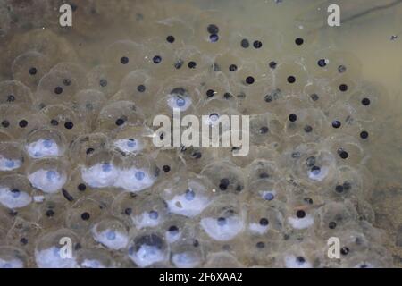 Un groupe de grenouilles frayent dans un étang à Springtime. Banque D'Images