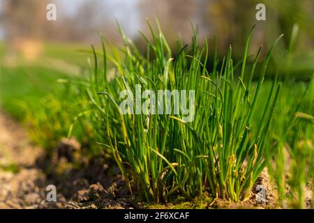 Agriculture, pépinière, plantules de ciboulette, fraîchement plantées dans le champ, Banque D'Images