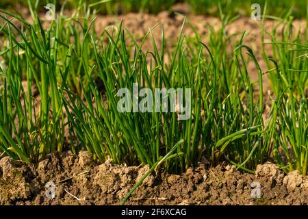 Agriculture, pépinière, plantules de ciboulette, fraîchement plantées dans le champ, Banque D'Images