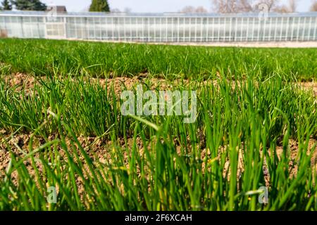 Agriculture, pépinière, plantules de ciboulette, fraîchement plantées dans le champ, Banque D'Images