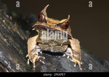 Grenouille à cornes longues (Megophrys nasuta) de la forêt tropicale de Bornéo Banque D'Images