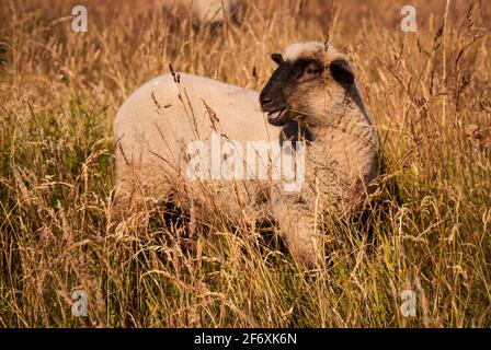 Moutons sur un champ de la réserve naturelle de Zicker collines sur la péninsule Mönchgut de l'île Ruegen. Banque D'Images