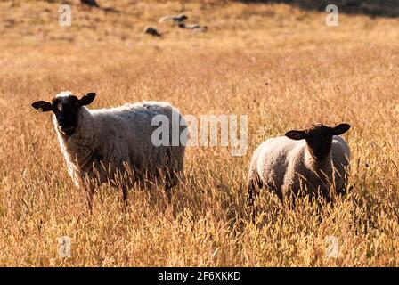 Moutons dans la réserve naturelle de collines de Zicker sur la péninsule de Mönchgut Banque D'Images