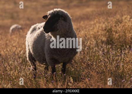 Moutons dans la réserve naturelle de collines de Zicker sur la péninsule de Mönchgut Banque D'Images