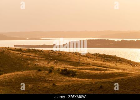 Les collines ondulantes de Zicker sur la péninsule de Mönchgut au coucher du soleil parsemées de moutons. Banque D'Images