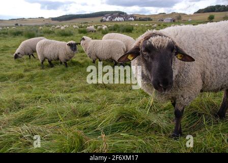 Moutons dans la réserve naturelle de collines de Zicker sur la péninsule de Mönchgut Banque D'Images