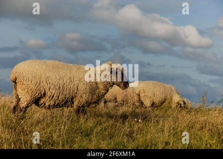 Moutons dans la réserve naturelle de collines de Zicker sur la péninsule de Mönchgut Banque D'Images