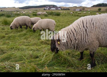 Moutons dans la réserve naturelle des collines de Zicker sur la péninsule de Mönchgut sur l'île de Rügen, Mer Baltique allemande Banque D'Images