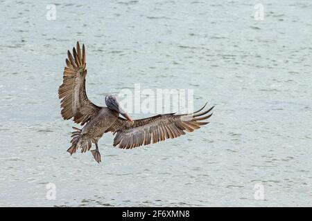 Pellican brun (Pelecanus occidentalis) débarquant sur l'eau Banque D'Images