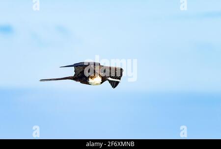 Magnifique Frigate Bird (Fregata magnifiens) femelle en vol Banque D'Images