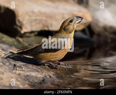 Le bec-croisé mâle (Loxia curvirostra) dans une piscine dans une forêt de pins écossais dans le district de Peak. Banque D'Images