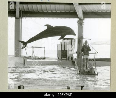 L'image représente un dauphin sautant dans un bassin d'eau. La photo est prise en conjonction avec le pont du fairway de la rivière 1966-1967 .. La photo représente un dauphin sautant dans un bassin d'eau.la photo est prise en conjonction avec le remède de la rivière Fast Baby Journey 1966-1967.inclus dans les albums avec des photos du long voyage d'Älvsnabben 1966-1967.elle a décliné 10/11 1966 de Karlskrona et a traversé le canal de Suez à l'Australie, la côte ouest des États-Unis, Via le canal de Panama via Dublin, jusqu'à la Marstrand 6/5 1967. L'album contient des images à bord et sur les visites que vous avez faites à la terre Banque D'Images