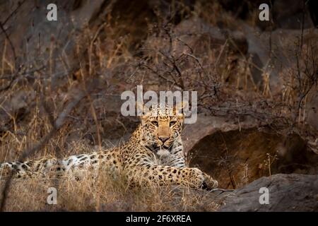 Léopard ou panthère mâle sauvage indien assis sur le rocher avec contact visuel lors d'un safari dans la jungle en plein air dans la forêt du centre inde - panthera pardus fusca Banque D'Images