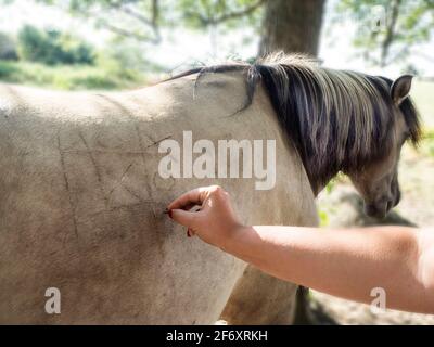 Femme jouant des nughts et des croix sur un cheval de retour, Pologne Banque D'Images