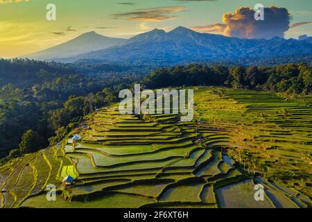 Vue aérienne des champs de riz tropicaux inondés dans le paysage rural, Mandalika, Lombok, Nusa Tenggara Ouest, Indonésie Banque D'Images