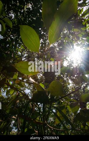 Feuilles de cannelle, Cinnamomum verum, avec rétroéclairage. Vue à angle bas Banque D'Images