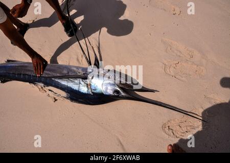 Île de la Digue, Seychelles - 21 juin 2009 : un homme seychellois local qui trouve, pêche et transporte un Sailfish Indo-Pacifique (Istiophorus platypterus Banque D'Images