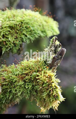 Détails de la mousse montrant des têtes de fructification Spore poussant sur une branche, North Pennines, Teesdale, County Durham, Royaume-Uni Banque D'Images