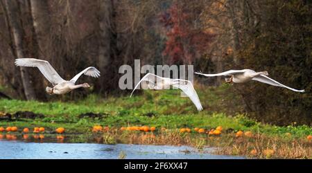 Trois Cygnes trompettes volant au-dessus d'un champ de citrouille et d'une rivière, Canada Banque D'Images