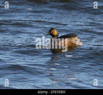 Gros plan sur le côté gauche d'un grebe à col noir dans l'eau, pays-Bas Banque D'Images