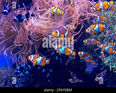 Poissons clown nageant dans un récif de corail, États-Unis Banque D'Images