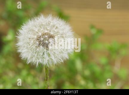 Une seule tête de semis de Dandelion dans une cour intérieure, foyer sélectif avec espace de copie. Le Taraxacum officinale est considéré comme une mauvaise herbe et se trouve dans le monde entier. Banque D'Images