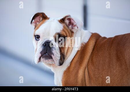 Bouledogue français face Banque D'Images