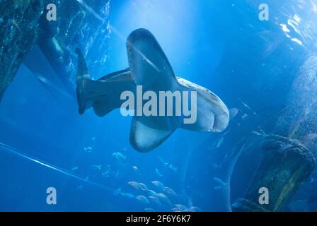 Requin dans un aquarium. Photo de haute qualité Banque D'Images