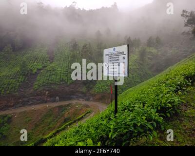 Plantation de thé Kodaikalan. Meilleures usines de thé à Kodaikalan, Tamilnadu, Inde. Banque D'Images
