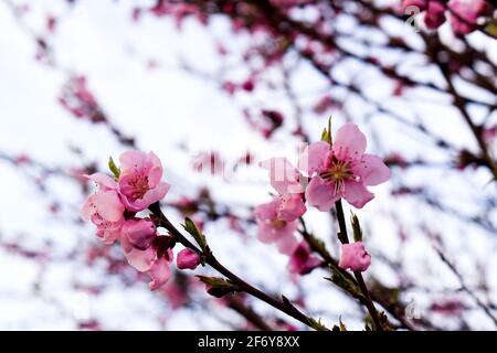 Magnifiques fleurs de pêche par beau temps Banque D'Images