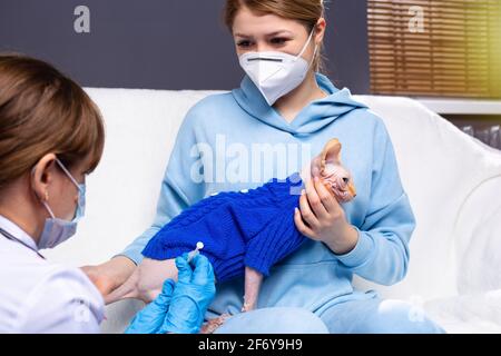 Jeune femme blonde portant un masque tout en parlant au vétérinaire avec un masque de protection, salle médicale à la clinique vétérinaire avec chat ssynx. Traitement par injection Banque D'Images
