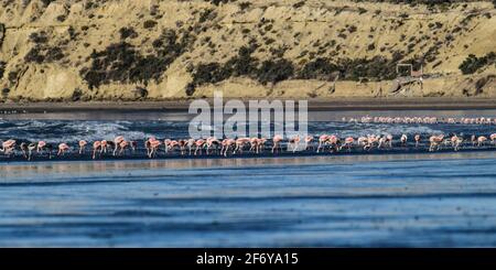 Les flamants se rassemblent dans la lagune de Pampas, province de la Pampa, Patagonie, Argentine. Banque D'Images