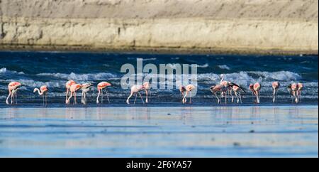 Les flamants se rassemblent dans la lagune de Pampas, province de la Pampa, Patagonie, Argentine. Banque D'Images