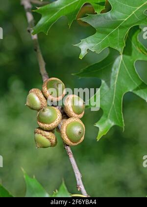 Fruits du chêne marécageux, Quercus palustris Banque D'Images