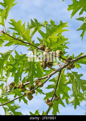 Fruits du chêne marécageux, Quercus palustris Banque D'Images