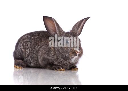 Lapin mignon isolated on white Banque D'Images