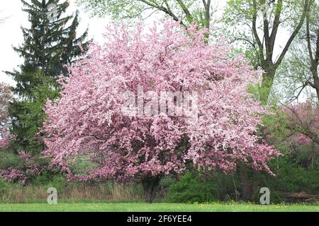 Arbre de fleurs roses en pleine fleur pendant le printemps avec pétales de fleurs ouverts Banque D'Images