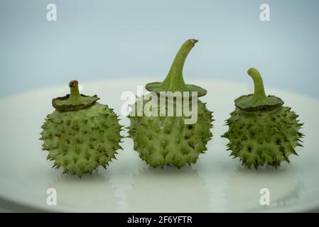 Mumbai , Inde - 15 mars 2021, gousses de graines de Datura (Datura stramonium, connu sous les noms communs de pommier, jimsonweed ou le snare du diable) à Mumbai Mah Banque D'Images